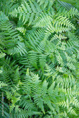 Patterns on a green fern leave