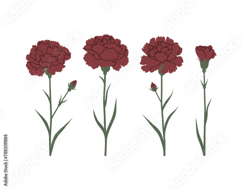 Vector color hand drawn illustration with a Carnation flower set. Minimalistic Flower isolated on a white background