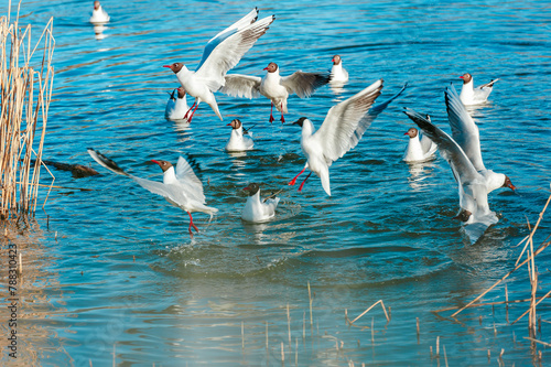 Playful seagulls against the backdrop of a pond with reeds . Birds with spread wings.