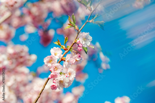 Motion Blur Background. Beautiful and cute pink Kawazu Zakura (cherry blossom) against blue sky, wallpaper background.