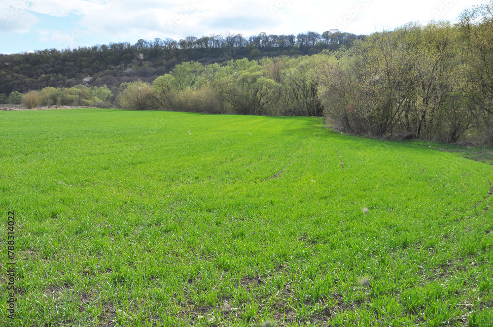 Obraz premium Spring landscape with winter wheat