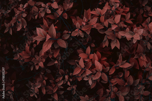 Red bush plant leaves close up as dark mysterious floral botanical natural autumn backdrop background pattern wallpaper photo