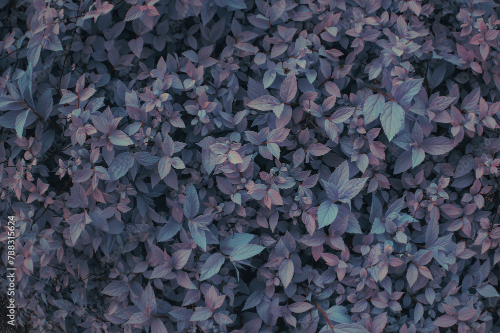 Blue and purple bush plant leaves close up as dark mysterious floral botanical natural summer grainy backdrop background pattern wallpaper toned in cold winter colors Blue and purple bush plant leaves close up as dark mysterious floral botanical natural summer grainy backdrop background pattern wallpaper toned in cold winter colors