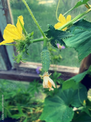 young cucumber on the plant, twig with growing green cucumber, blooming yellow cucumber flowers, greenhouse on the plot with growing cucumber