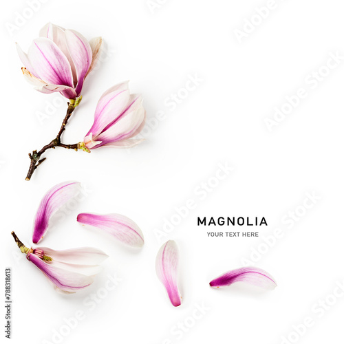 Magnolia blossom frame border isolated on white background.