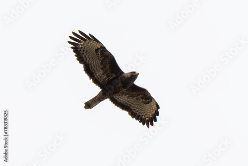 Buse variable,.Buteo buteo, Common Buzzard