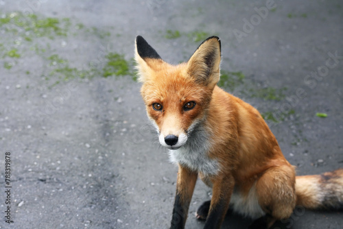 Portrait Of A Fox