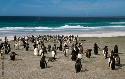 Manchot de Magellan,.Spheniscus magellanicus, Magellanic Penguin, Manchot papou, .Pygoscelis papua, Gentoo Penguin, Iles Falkland, Malouines