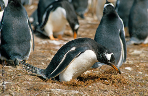 Manchot papou, .Pygoscelis papua, Gentoo Penguin,  Iles Falkland, Malouines photo