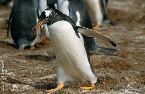 Manchot papou, .Pygoscelis papua, Gentoo Penguin,  Iles Falkland, Malouines photo