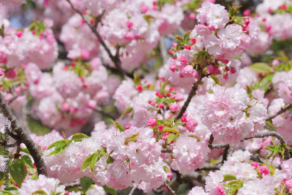 桜(江戸) 桜(江戸)
