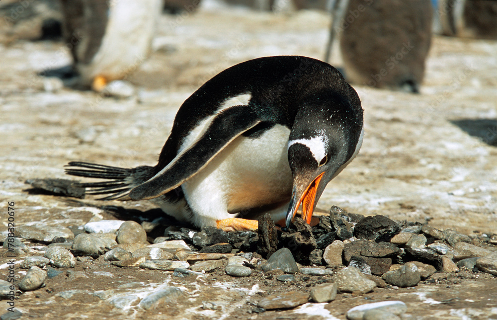 Naklejka premium Manchot papou, .Pygoscelis papua, Gentoo Penguin, Iles Falkland, Malouines