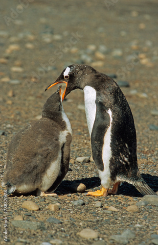 Manchot papou, .Pygoscelis papua, Gentoo Penguin, Iles Falkland, Malouines