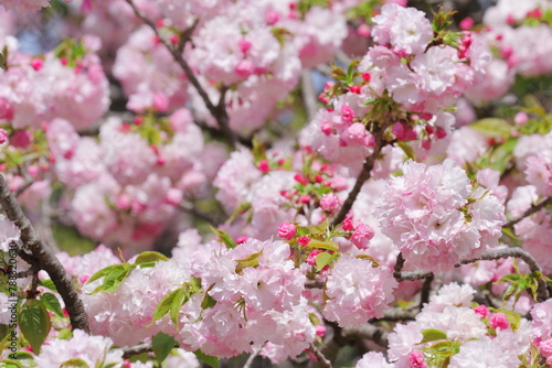 Wallpaper Mural 桜（江戸） Torontodigital.ca