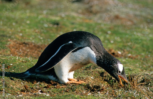 Manchot papou, .Pygoscelis papua, Gentoo Penguin,  Iles Falkland, Malouines photo