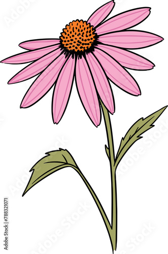 Vector illustration of a single pink echinacea flower with a detailed orange center and green leaves on a white background. photo