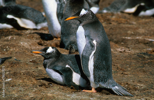 Manchot papou  .Pygoscelis papua  Gentoo Penguin   Iles Falkland  Malouines