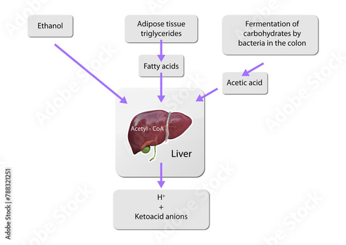 Extrahepatic substrates support ketogenesis beyond the liver, aiding in energy production during fasting or low-carb states, ethanol, fatty acids fermentation, acetic acids