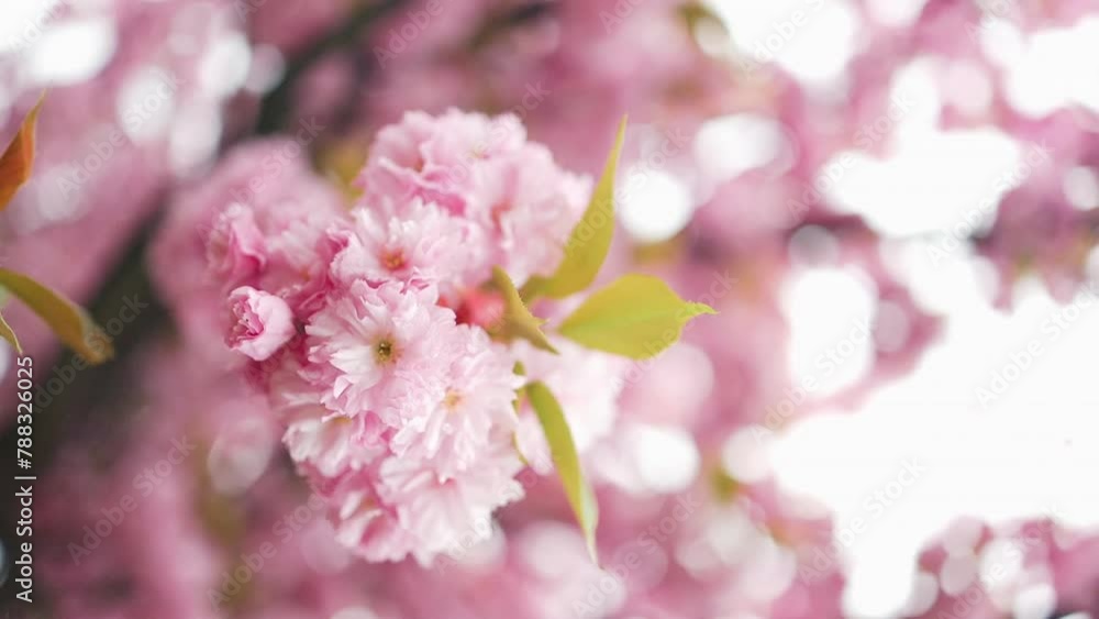 Selective focus of beautiful branches of pink Cherry blossoms on the tree under blue sky, Beautiful Sakura flowers during spring season in the park, Flora pattern texture, Nature floral background Selective focus of beautiful branches of pink Cherry blossoms on the tree under blue sky, Beautiful Sakura flowers during spring season in the park, Flora pattern texture, Nature floral background
