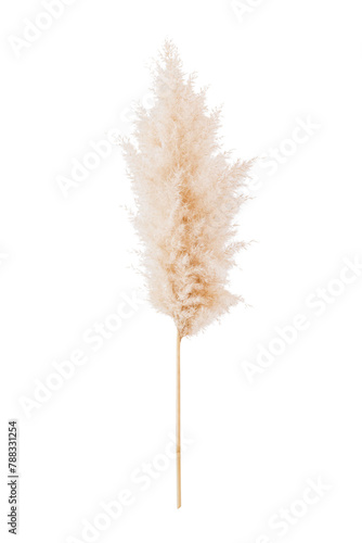 Quadro su tela Dried pampas grass design element
