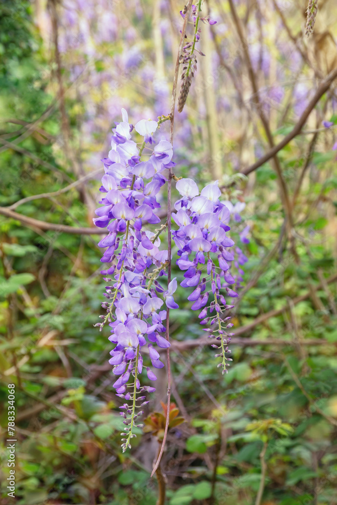Obraz premium Beautiful wisteria flowers in garden on sunny spring day