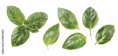 Set of fresh basil leaf 