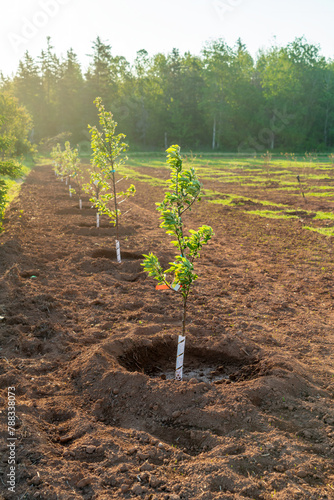 Young apple trees newly planted in a farm orchard.