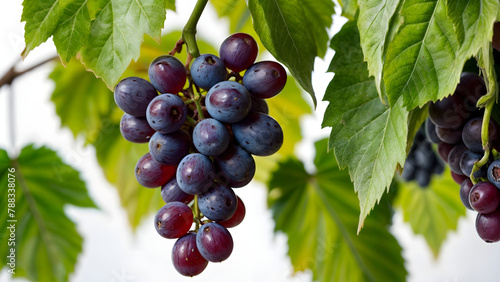 grapes on vine,A bunch of purple grapes hang from a vine with green leaves.