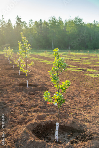 Young apple trees newly planted in a farm orchard.