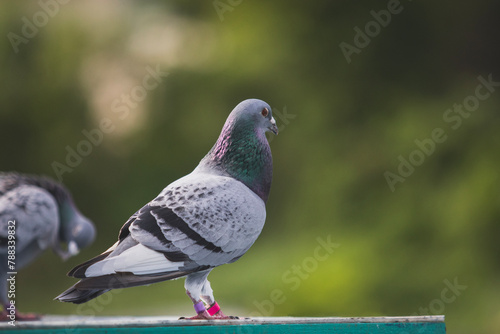 male homing pigeon standing on home loft trap against green blur background