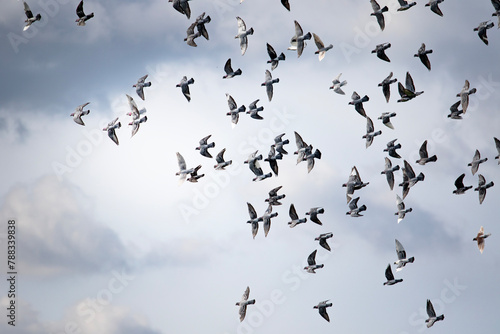 group homing pigeon flying against cloudy sky