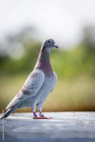 female mealy color of homing standing on home loft trap © stockphoto mania