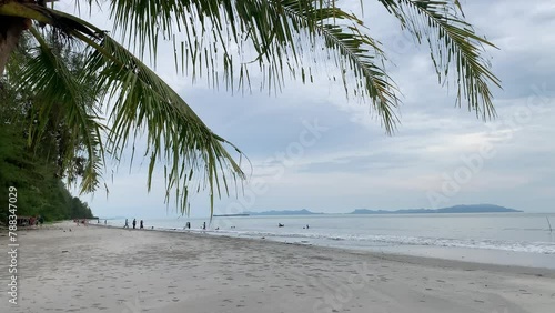 palm trees on the beach
