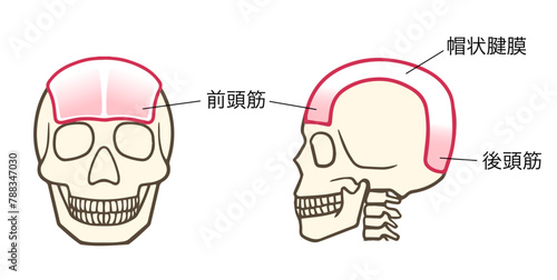 前頭筋、帽状腱膜、後頭筋、前方と後方 photo