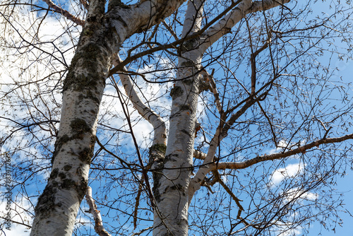 View of large birch trees in the spring with buds but no leaves against a blue sky with white wispy clouds.
