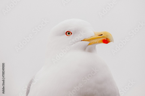 Close-up portrait of a sea gull 