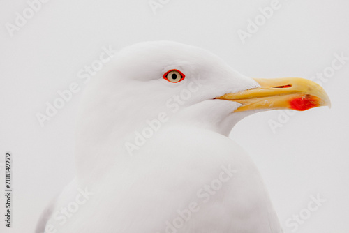 Close-up portrait of a sea gull 
