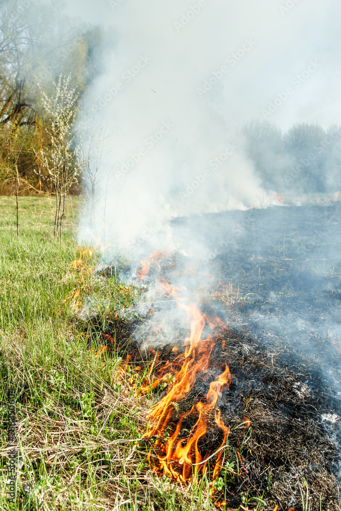 Burning dry grass on field close up. Fire in the field. Environmental disaster, environment, climate change, environmental pollution.