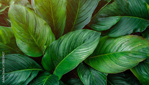 Closeup tropical green leaves background  palm leaf  floral jungle concept