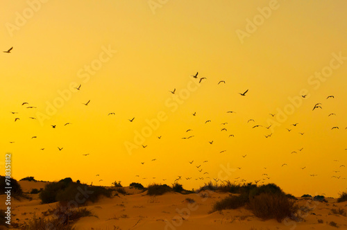 a group of birds at sunset