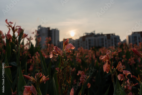 At dusk, the sun shines through the clouds, and in the park next to the high-rise residential complex, yellow bees fly to the pink canna flower cores to collect nectar