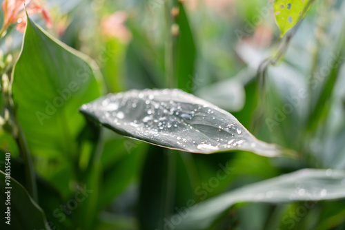 In a park after heavy rain, raindrops slowly slide down on the leaves of green plants, and the sun shines on small insects on a sunny day