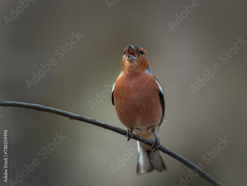 male finch bird sitting on a branch in the spring garden and singing