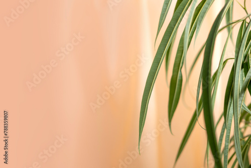 Soft orange curtain fabric, translucent tulle, tropical ficus Ficus Alii, binnendijkii on side, relaxation and calm, serene backdrop, blending nature with indoors photo