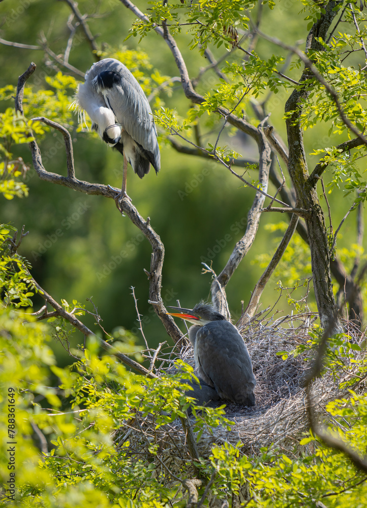 Grey heron on the nest. Heron feed the chicks. - obrazy, fototapety, plakaty 