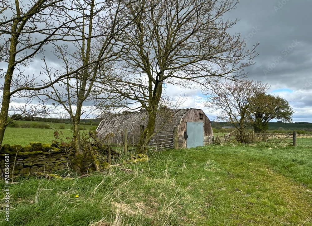 Obraz premium A weathered old shed with a corrugated metal roof stands amidst a rural landscape, next to bare trees, and a stone wall near, Steeton, Yorkshire, UK