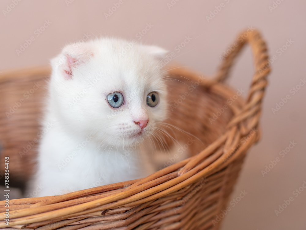 a white British kitten with multicolored eyes