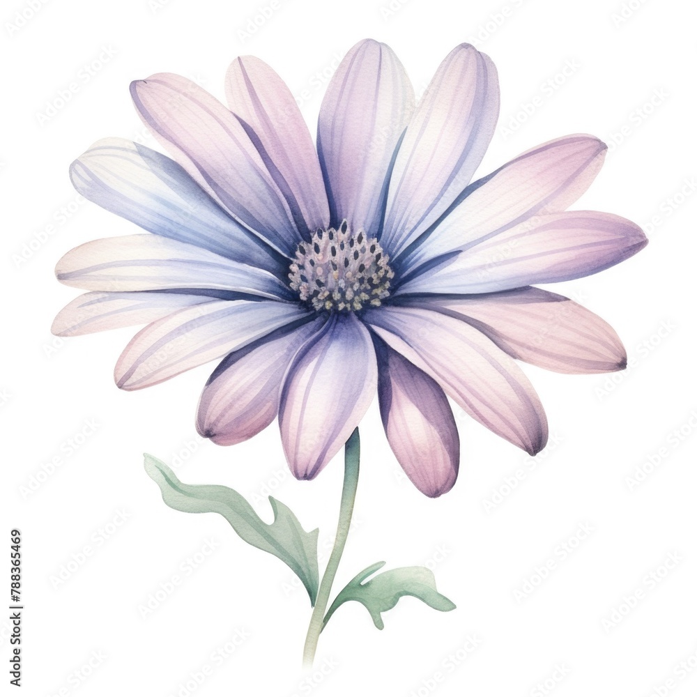 Osteospermum flower watercolor illustration. Floral blooming blossom painting on white background
