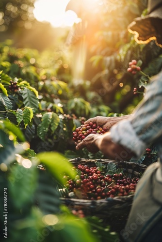 Coffee Farmers Handpicking Ripe Coffee Cherries in The Early Morning Light, Showcasing The Meticulous Care and Dedication Involved in Harvesting, Generative AI