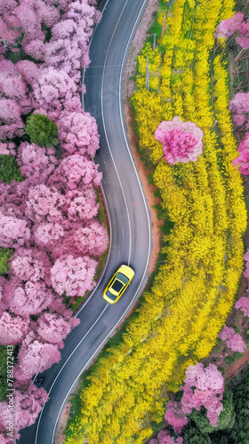 Immerse yourself in the picturesque spring landscape, featuring a yellow car on a curved road surrounded by cherry blossoms and rapeseed fields. AI generative photo